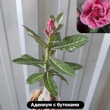 юв феникс пеларгония: Адениум Обесум МIXроза пустыни теплолюбивое растение. Адениум с