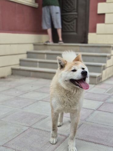 itler: Akita-inu, 2 il, Dişi, Cütləşmə üçün, Pulsuz çatdırılma