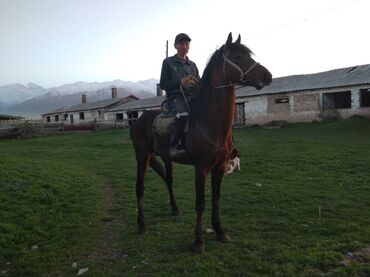 Лошади, кони: Продаю | Конь (самец), Жеребец | Английская, Полукровка | Для разведения, Рабочий, Конный спорт | Племенные — 2