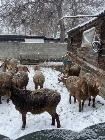 продажа кочкор: Сатам | Ургаачы кой (ургаачы) | Арашан | Көбөйтүү үчүн