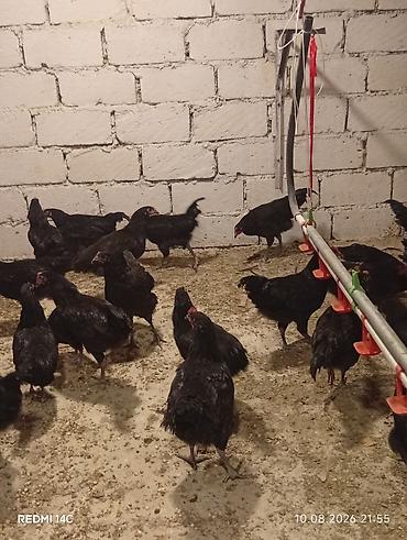 heyvanlar və balaları: Toyuq, Damazlıq, Ödənişli çatdırılma — 6