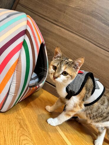 Pişiklər: Her biri pulsuz yaxsi ailelere sahiblendirilir. temiz ev piwikleridir — 12