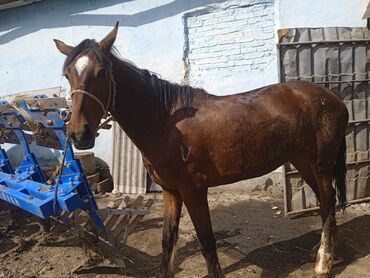Лошади, кони: Продается кабыла 2года на забой
договорная