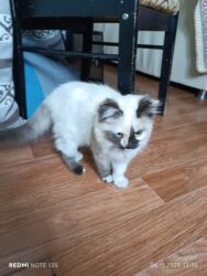 куда отдать собаку бишкек: 3 месяца, Девочка, Приучена к лотку