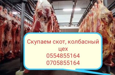 товары для лошадей: Скупаем скот на мясо и вынужденный забой в колбасный цех!!! Этке уй