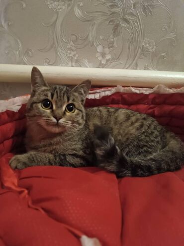 британская кошка рыжая: Пристраивается в самые ответственные руки кошка девочка