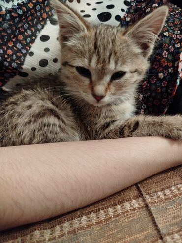 Отдам даром кошку: Кошка даром: Беспородная, Мальчик, Приучена к лотку