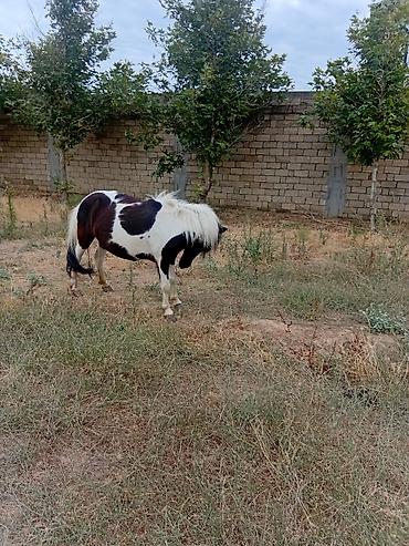 ev heyvanları satışı: Poni satılır dişi — 2