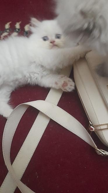 Pişiklər: Britan — 8