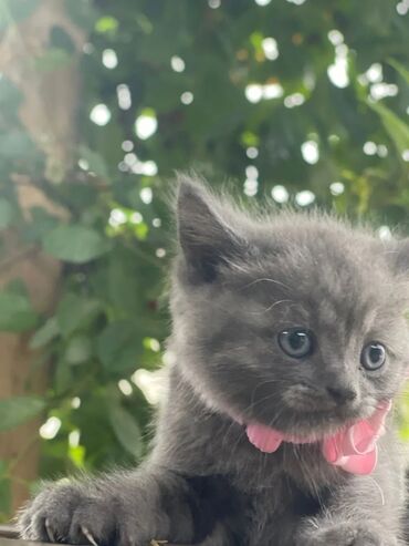 отдам щенка немецкой овчарки в хорошие руки: Скотиш Страйт (Шотландиялык тик кулактуу), 2 айлык, Ургаачы, Боз, Лотокко барууга үйрөтүлгөн
