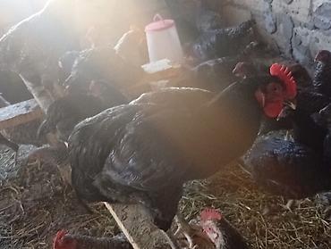 тап аз птицы: Məhsul: Yerli qarışıq cins toyuq və xoruzlar4 aylikdirlar Təsvir: - — 9
