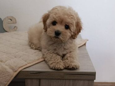 pomeranci stenci: Maltipoo štenci – savršeni kućni ljubimci! U ponudi su 2 mužjaka i