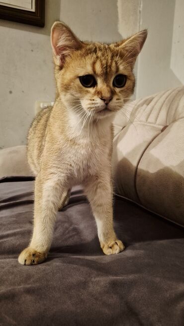 Pişiklər: Qızıl şinşilla, Erkək, Cütləşmə üçün — 8