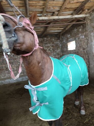 Товары и оборудование для с/х животных: Ээр,токум,тердик,ат жабуу,така мык,аркан,ремень,мешок,картошка — 14