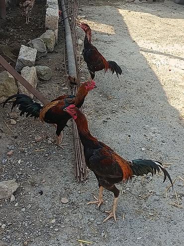 Salam Aleykum 2 dənəsi yanvar becəsidi 1 dənəsi 1 yas 8 aylıq xoruzdu