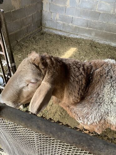 продажа кукурузы в початках: Продаю | Баран (самец) | Арашан | Для разведения | Осеменитель