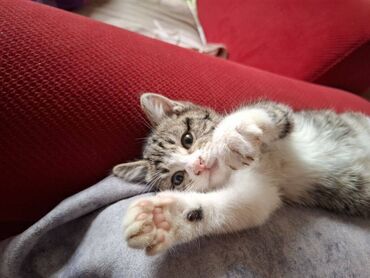 Pişiklər: Erkək — 7