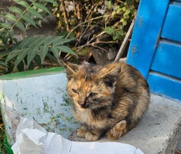 манчкин бишкек: Здравствуйте, выложите, пожалуйста. Вчера во дворе появился котёнок