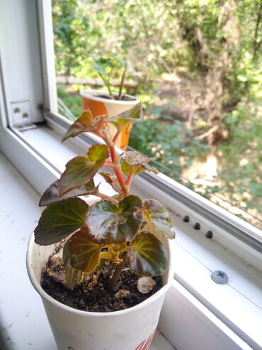 Денежное дерево: Денежное дерево