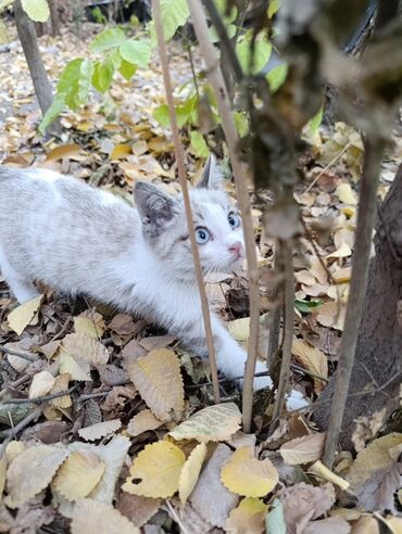 дом для котов: Кошка даром: Беспородная, 2 месяца, Девочка