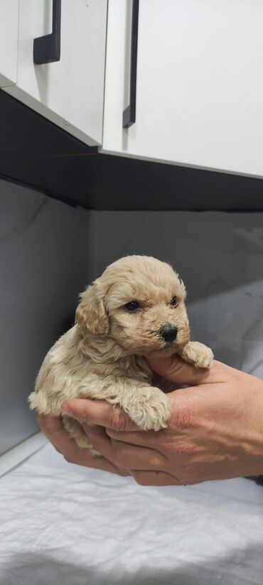 toy poodle qiyməti: Pudel, 2 ay, Erkek, Pulsuz çatdırılma