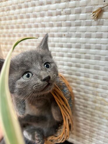 british cat: British pişik 2 aylıq baladırlar satılır ev şəraitində olmuş təmiz