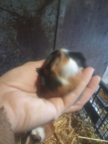 hamster qiymetleri: 3sade 20man 1ri tuku ters razetka sort bala 25man satilir real alıcı — 4