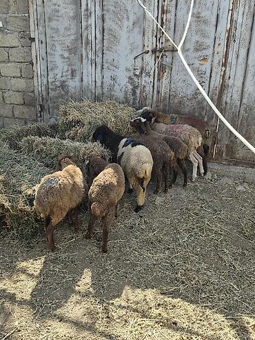 körpə quzu: Qoyun-quzu sürüsü satılır - Növ: yerli ətlik-quzu tipli qoyunlar — 5