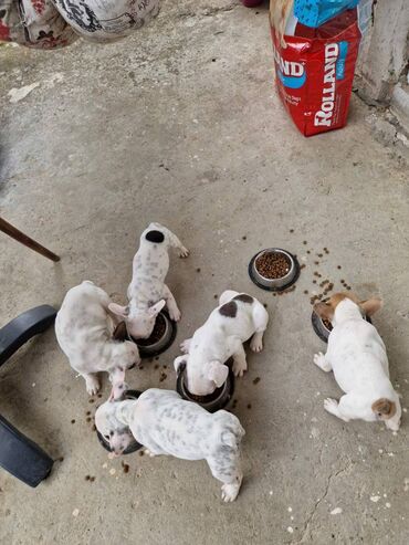 Psi: Štenci francuskog buldoga, oštenjeni 28.07, čekaju svoje nove na lalafo.rs — 15 Psi: Štenci francuskog buldoga, oštenjeni 28.07, čekaju svoje nove — 15