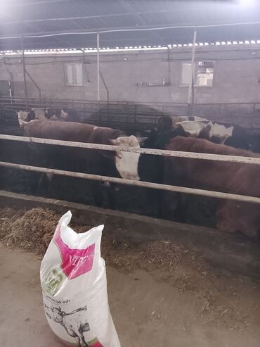 Dana, buzov: Hereford tipli ətlik danalar – fermadan - Şəkildəki bağlamalı fermada — 13