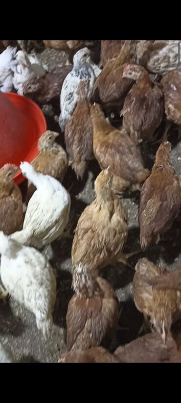 Cücələr: Toyuq cücələri, Damazlıq -da lalafo.az — 4 Cücələr: Toyuq cücələri, Damazlıq — 4