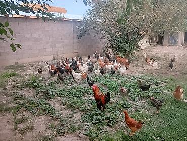 укаска: Продаю 850 Село Петровка — 1