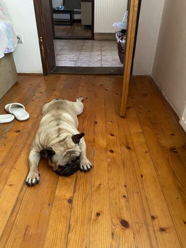 Psi: Dostupni vrhunski stenci francuskog buldoga- još dva dečaka i dve — 13