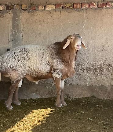 sell animal: Продаю | Баран (самец) | Арашан | Для разведения | Племенные — 3