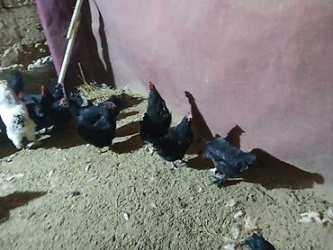 Куры, петухи: Продаю | Куры | Домашняя | Несушки at lalafo.kg — 11 Куры, петухи: Продаю | Куры | Домашняя | Несушки — 11