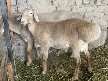 овцы оптом: Продаю | Ягненок, Баран (самец)