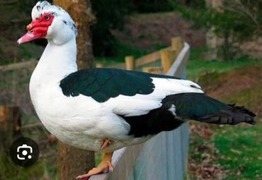 Ördəklər: 30 ədəd 2 aylıq Lal ördək balaları. 9 ədəd böyük Lal ördək. 2 ədəd — 3