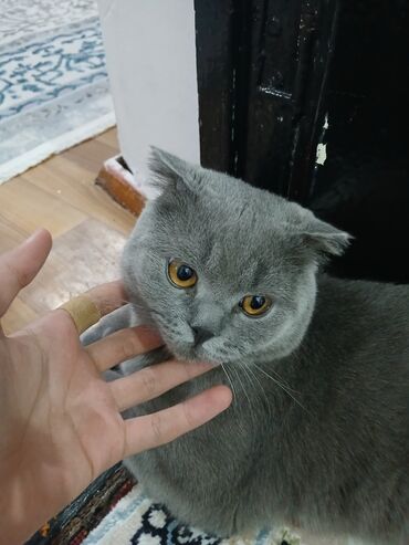 шотландская кошка скоттиш страйт: Плюшевый шотландский вислоухий кот окраса блю (однотонный серый). -