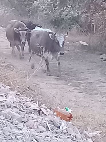 корм форели: Сатам | Уй (ургаачы) | Аргын | Сүт алуу үчүн