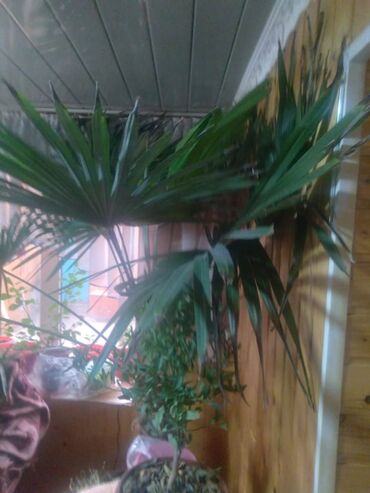 пальма мадагаскарская: Продаю пальму высота 2 метра в селе Кызыл суу джети огузский район