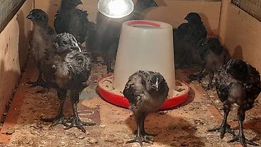 qus: AYAM GEMANI CUCELERI SATISDA
 055 955 05 20 
14AZN — 4