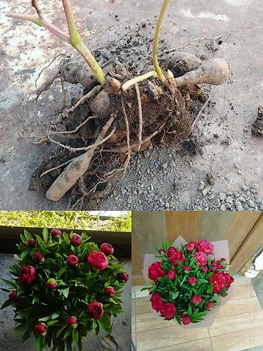 вишня сколько стоит: Самовывоз, Платная доставка — 2