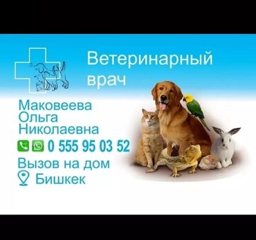 Услуги ветеринара: Ветеринарный врач (вызов на дом) мелкие домашние животные вакцинация