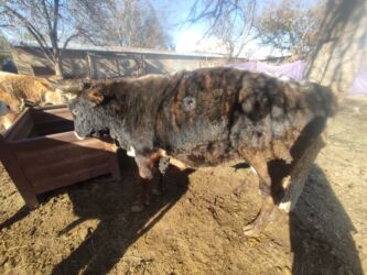 бездомные кошки: Сатам | Бука (эркек), Музоо | Бордоп семиртүү үчүн, Союуга