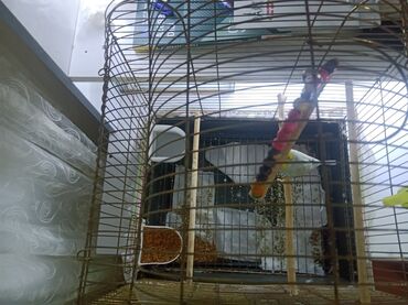 сухие корма для собак: Quş qəfəsi və aksesuarları paketi - Metal konstruksiyalı, üstü