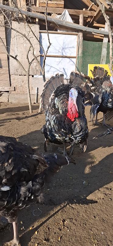 Hinduşka: Erkək, Amerika, Damazlıq, Ünvandan götürmə, Ödənişli çatdırılma — 2