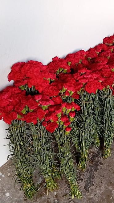 gùller: Qərənfil gülünün topdan və pərakəndə satışı mövcuddur öz isti — 4