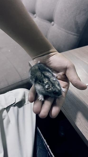 швиц уй: Хомяк джунгарик с полной стартовой комплектацией В комплект входит: - — 2