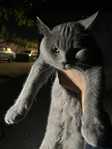 кошка британская вислоухая: Найдена : Британская короткошёрстная — 1