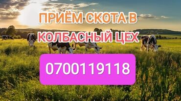 продаю музоо: Куплю | Коровы, быки, Лошади, кони | Любое состояние, Круглосуточно, Забитый